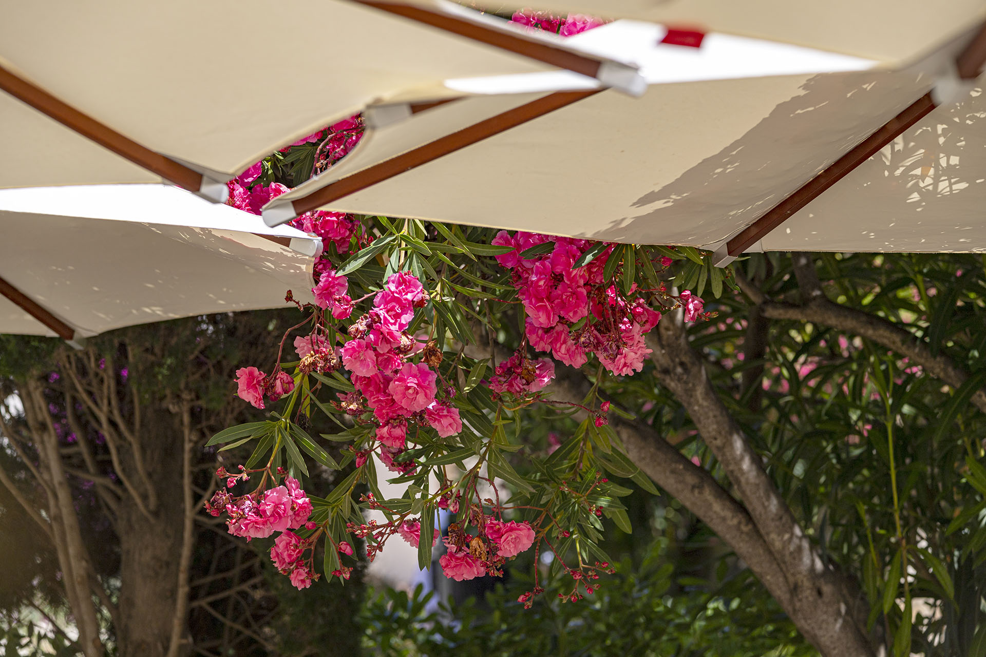 Terrasse de l’hôtel ombragée avec lauriers-roses