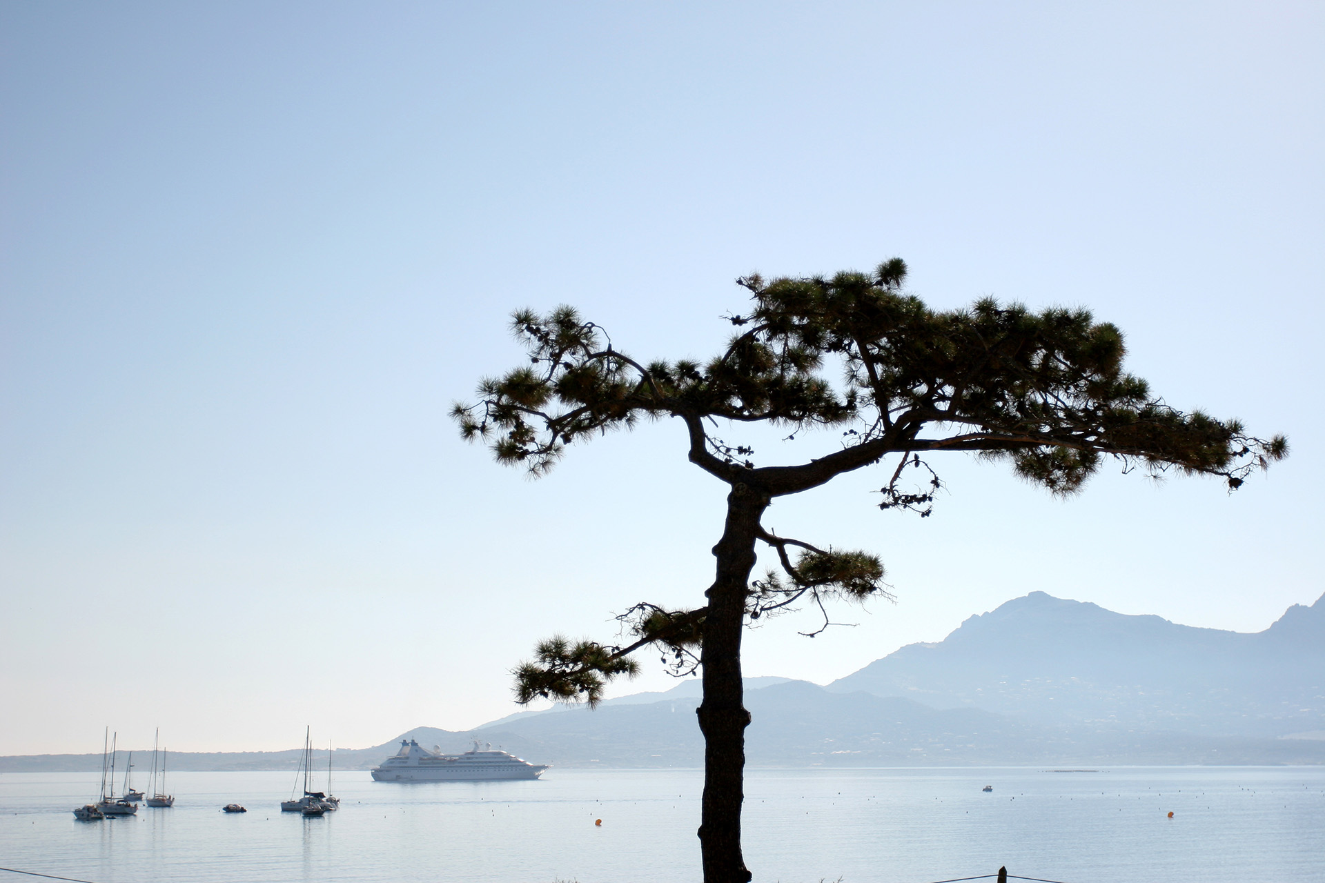 Pin parassol avec vue de la mer